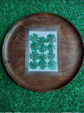 daisy green pressed flower